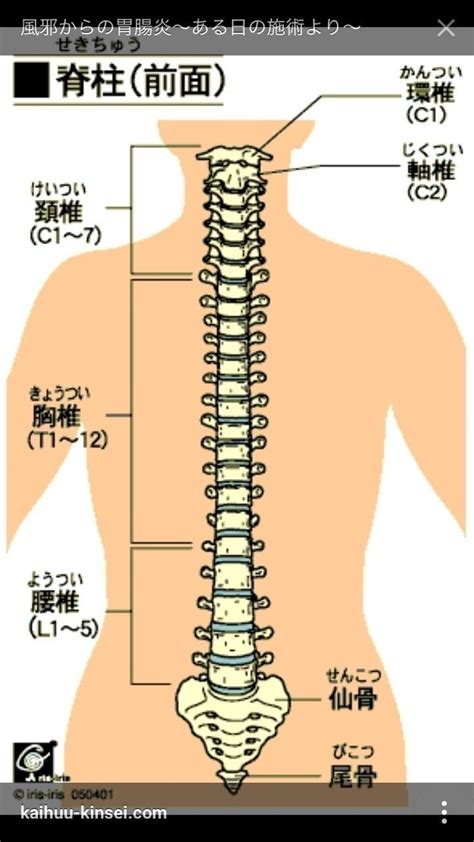 腰椎 英語|腰椎を英語で言うと